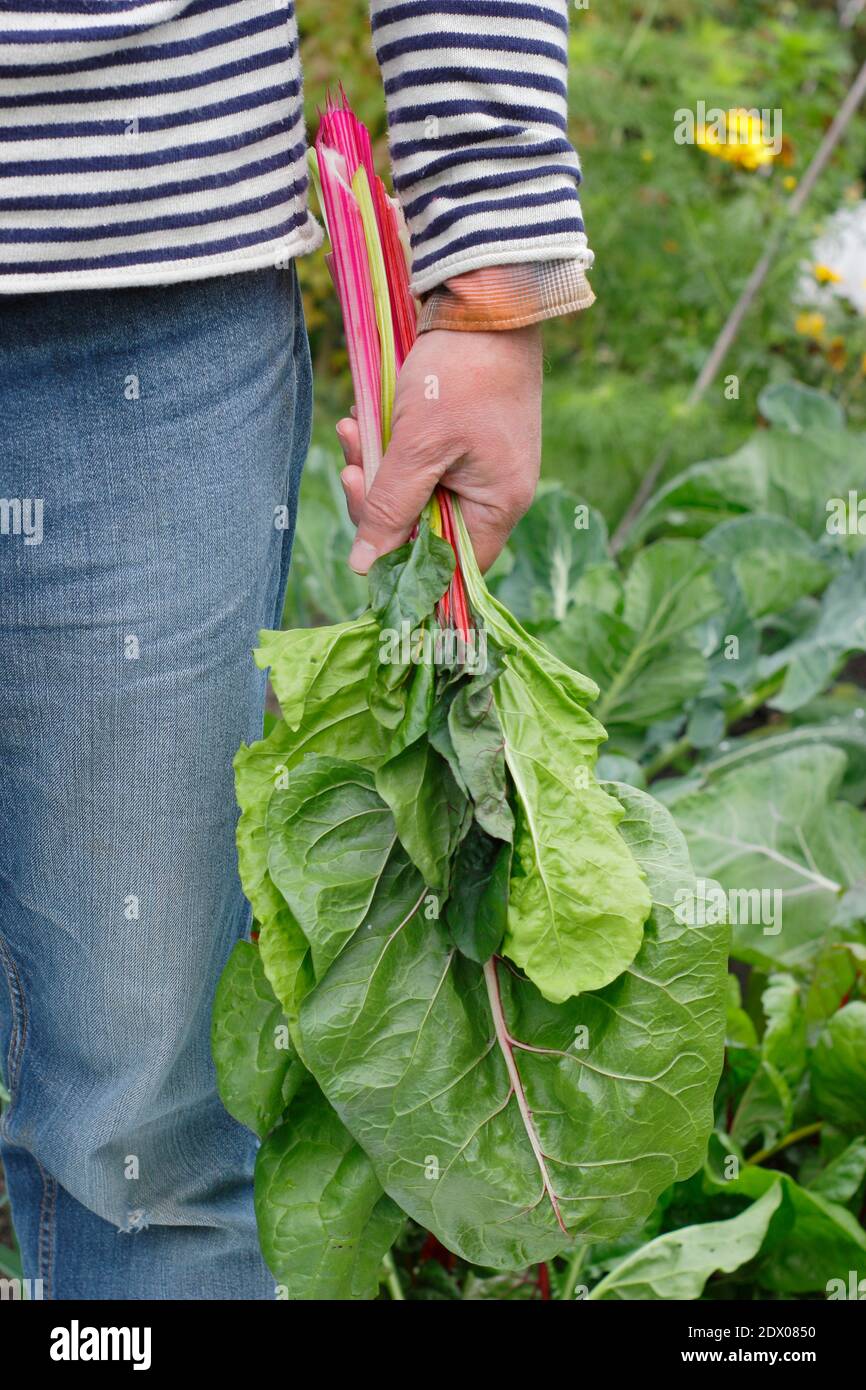 Beta vulgaris "Bright Lights". Coltivato a casa Rainbow Swiss chard raccolto in un terreno vegetale giardino posteriore in autunno. REGNO UNITO Foto Stock