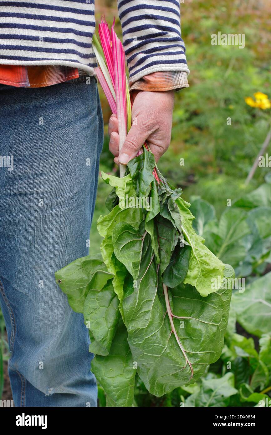 Beta vulgaris "Bright Lights". Coltivato a casa Rainbow Swiss chard raccolto in un terreno vegetale giardino posteriore in autunno. REGNO UNITO Foto Stock