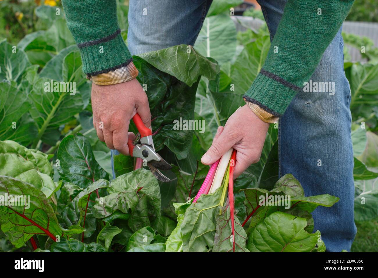 Beta vulgaris "Bright Lights". Coltivato a casa Rainbow Swiss chard che viene raccolto a mano in un terreno vegetale giardino posteriore in autunno. REGNO UNITO Foto Stock