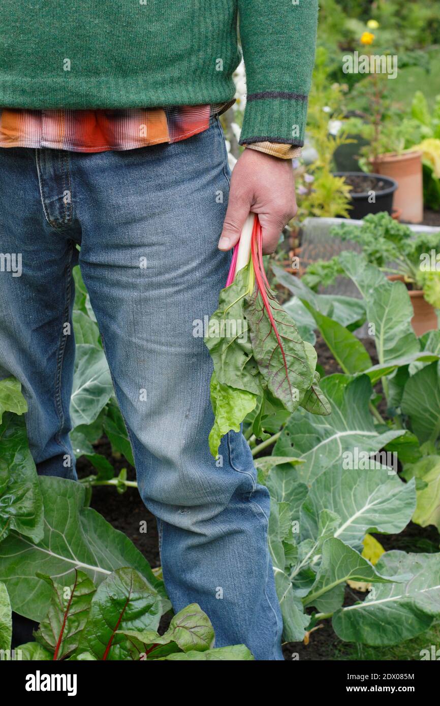 Beta vulgaris "Bright Lights". Coltivato a casa Rainbow Swiss chard che viene raccolto a mano in un terreno vegetale giardino posteriore in autunno. REGNO UNITO Foto Stock