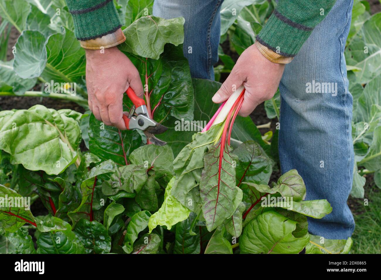 Beta vulgaris "Bright Lights". Coltivato a casa Rainbow Swiss chard che viene raccolto a mano in un terreno vegetale giardino posteriore in autunno. REGNO UNITO Foto Stock
