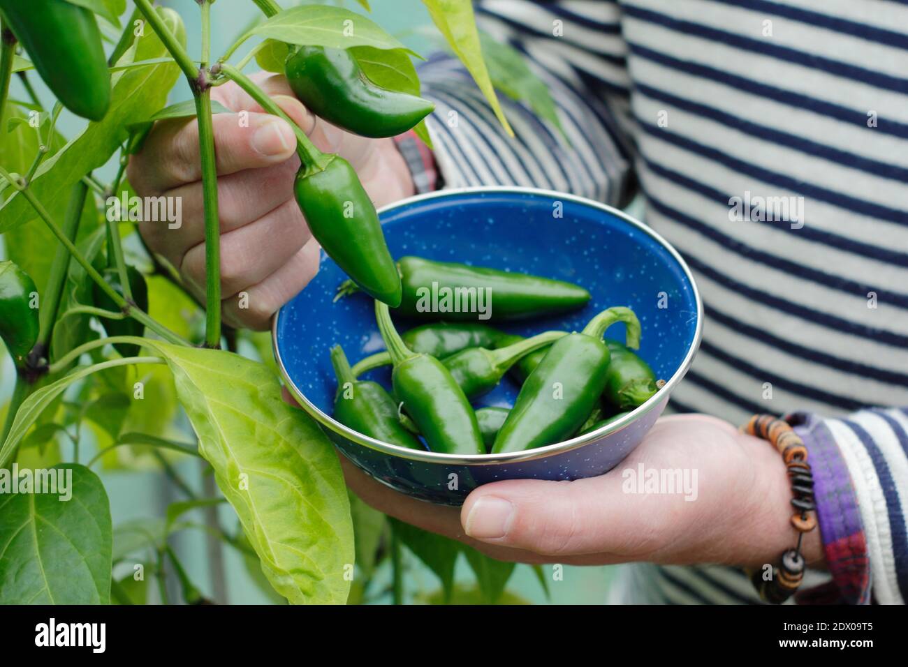 Capsicum annuum. Raccolta di peperoncini verdi jalapeno coltivati in un tunnel di giardino posteriore. REGNO UNITO. REGNO UNITO Foto Stock