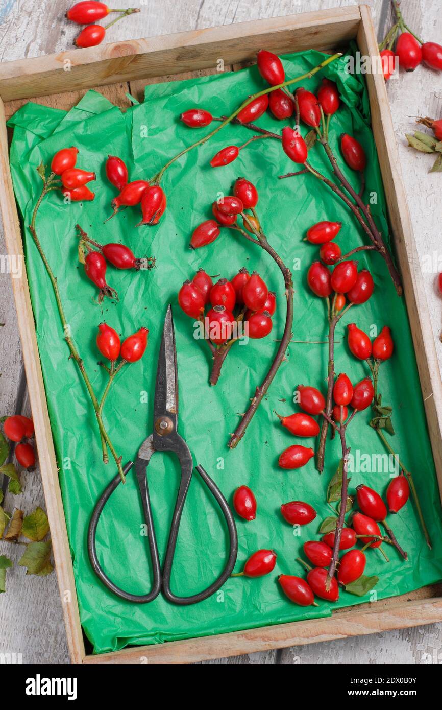 Rosehip. I rosehips foraged raccolti in un vassoio di legno per fare in sciroppo e gelatine. REGNO UNITO Foto Stock