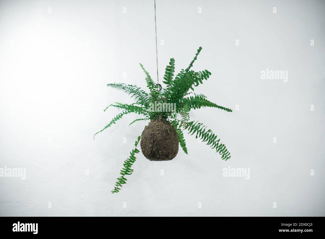 Fern pianta in kokedama naturale fatto di terreno e torba sullo sfondo di una parete bianca in stile scandinavo. Minimalismo. Foto Stock