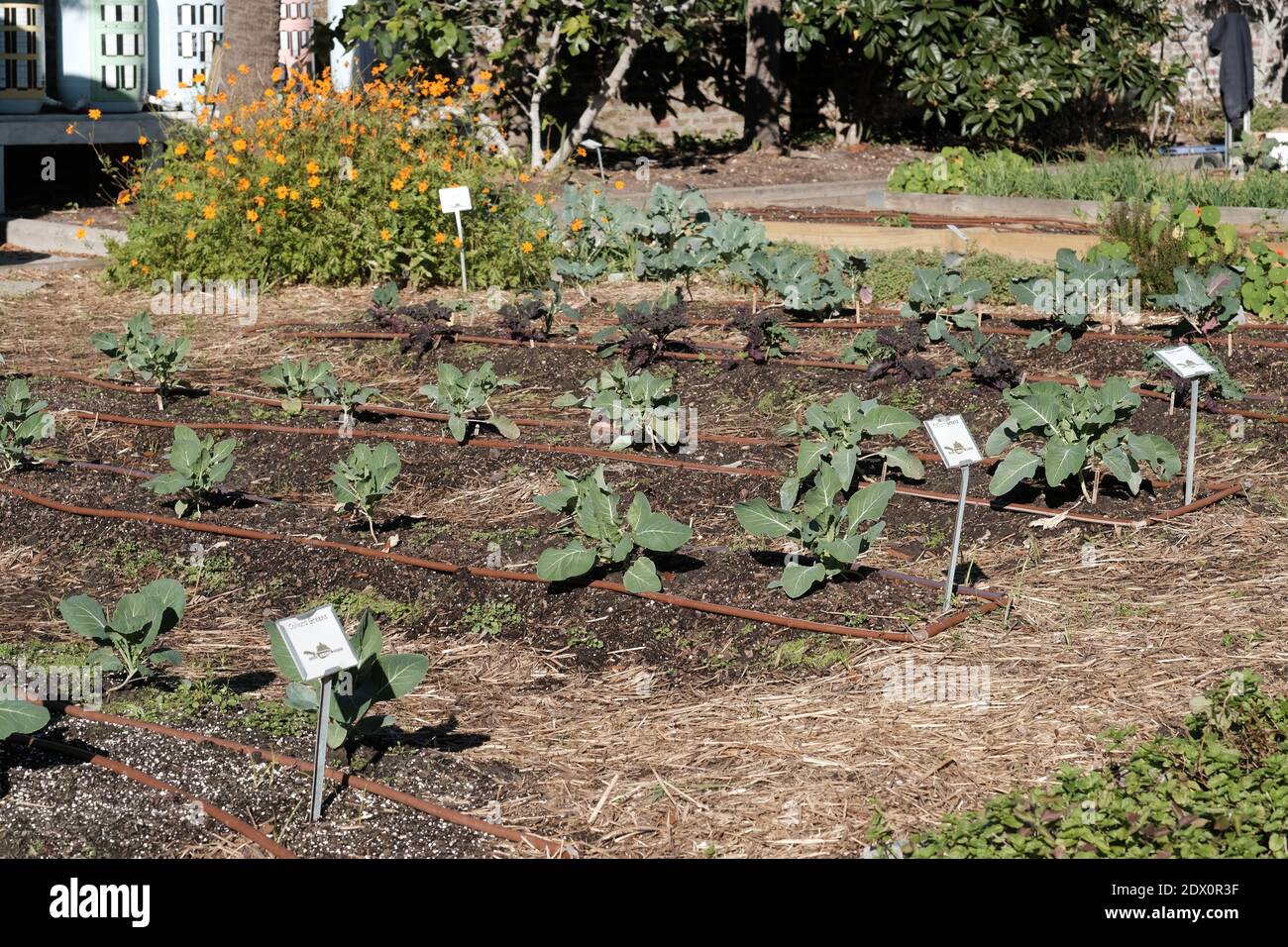 Urban Gardens lavorò da volontari per produrre verdure, fiori come cavolo, cavolo, mais, avocado e altre verdure. Foto Stock