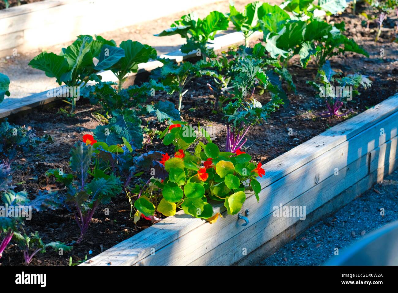 Urban Gardens lavorò da volontari per produrre verdure, fiori come cavolo, cavolo, mais, avocado e altre verdure. Foto Stock