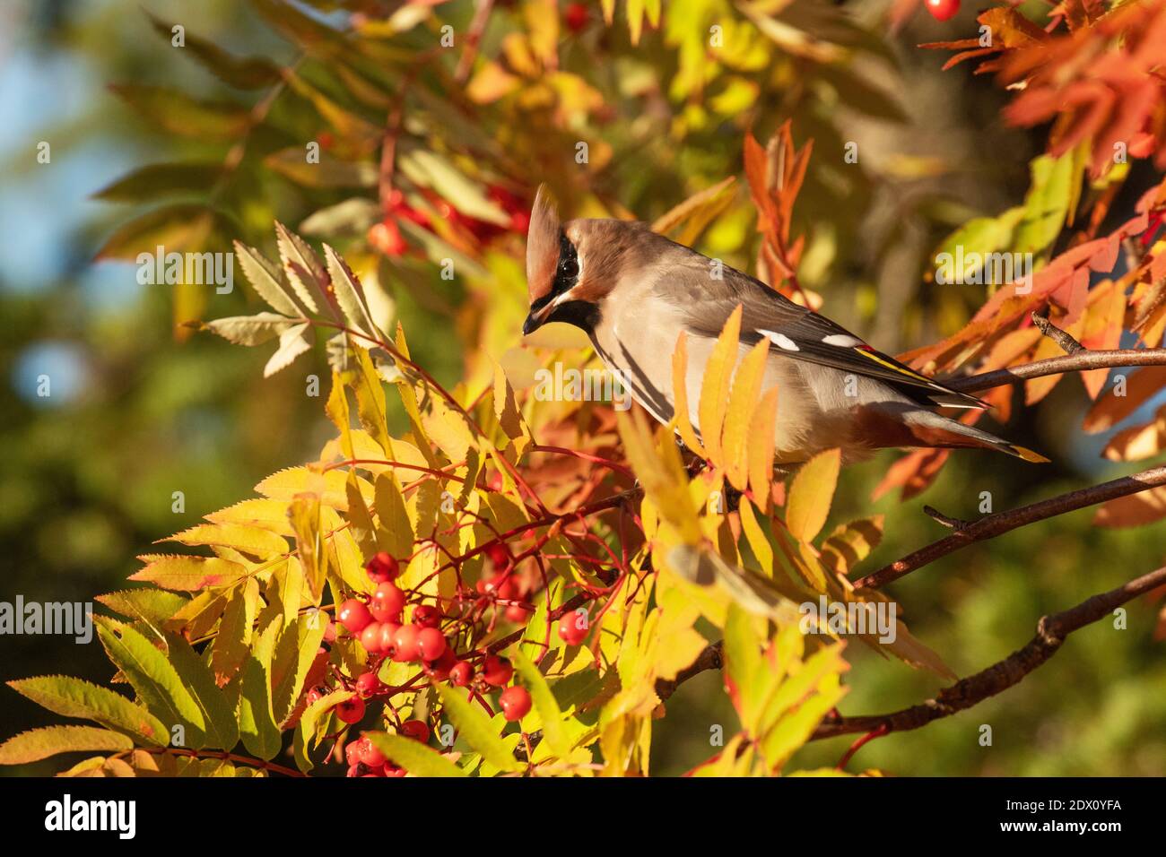 Il songbird settentrionale, il wing bohemiano di Bombycilla garrulus, nel mezzo di colorate foglie autunnali di un albero di Rowan in Lapponia, Finlandia. Foto Stock
