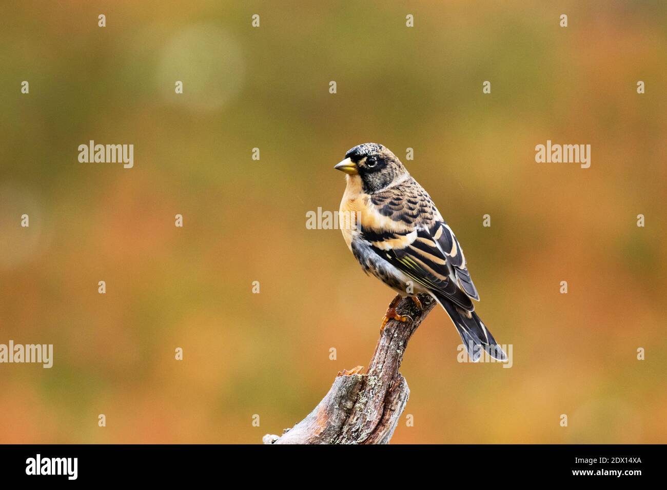 Il songbird europeo Brambling, Fringilla montifringilla arroccato su un vecchio ramo nella foresta di taiga prima della migrazione, Finlandia settentrionale. Foto Stock