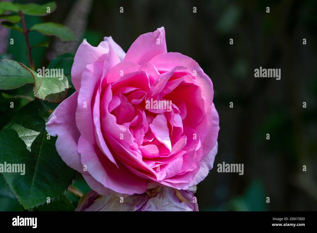 Una grande rosa solitaria sorvola il sole estivo in un giardino di campagna inglese durante una gloriosa giornata estiva. Foto Stock