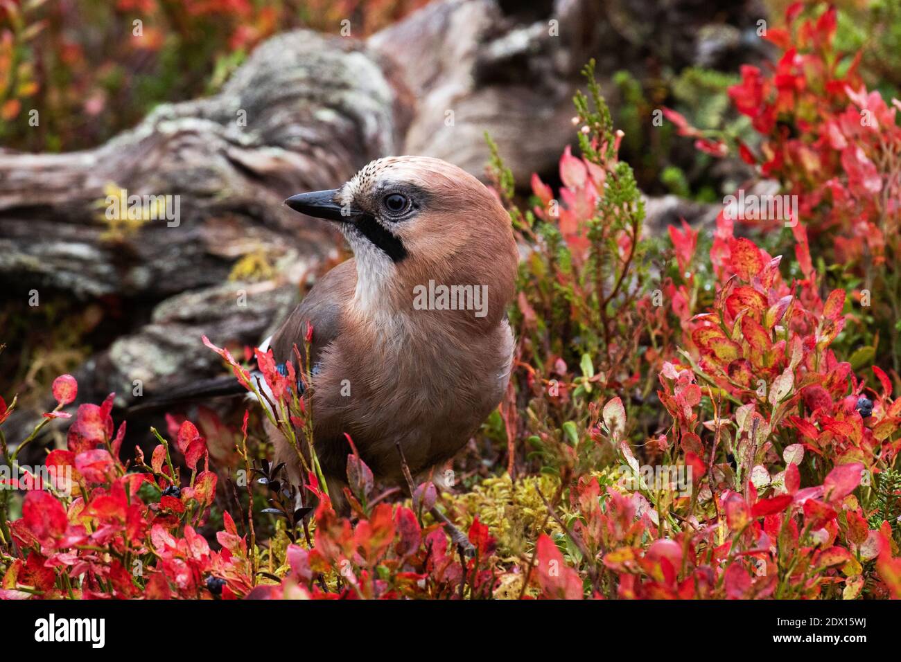 Curioso gongbird europeo jay eurasiatico. Garrulus glandarius in mezzo a bellissimi colori autunnali durante il fogliame autunnale nel nord della Finlandia. Foto Stock