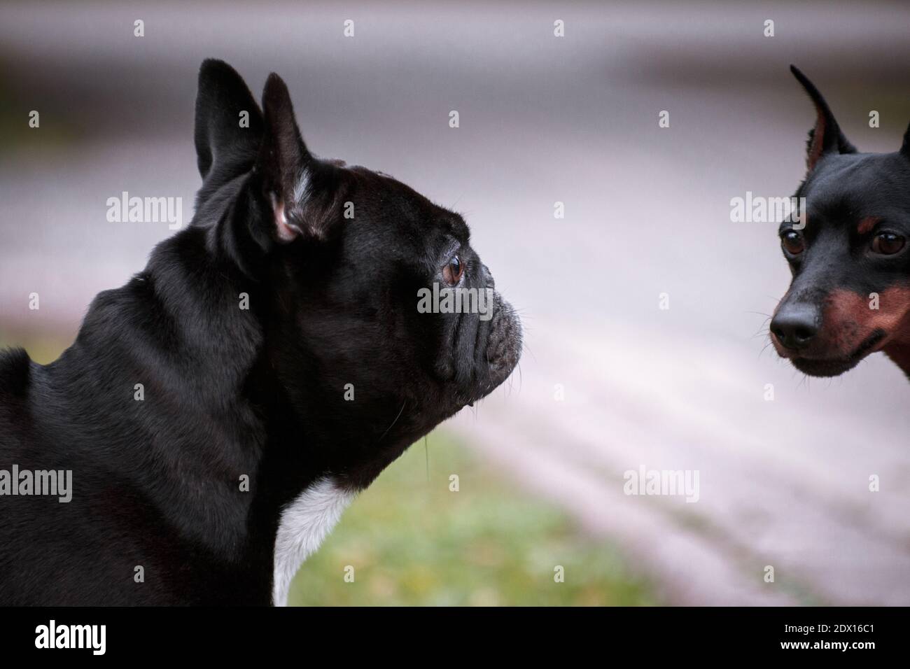 Incontro su una passeggiata e conversazione di un bulldog francese con pinscher in miniatura Foto Stock