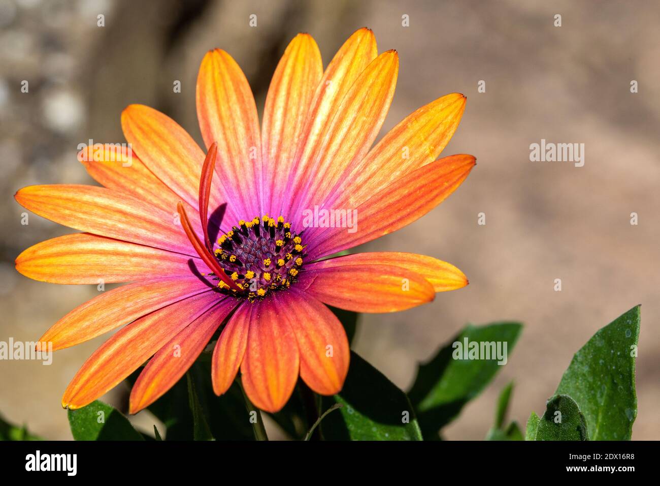 Frican Cape Daisy Osteospermum Serenity Bronze, un fiore con splendidi petali di bronzo che morpano a rosa ricco al centro del fiore. Foto Stock