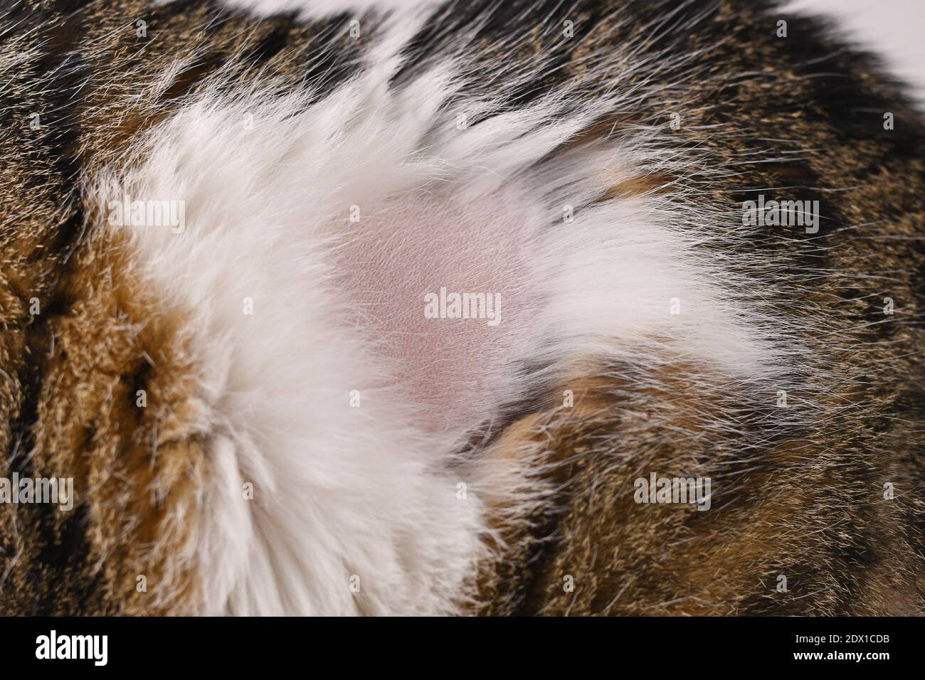 Primo piano di calvo spot in pelliccia di gatto domestico Foto Stock