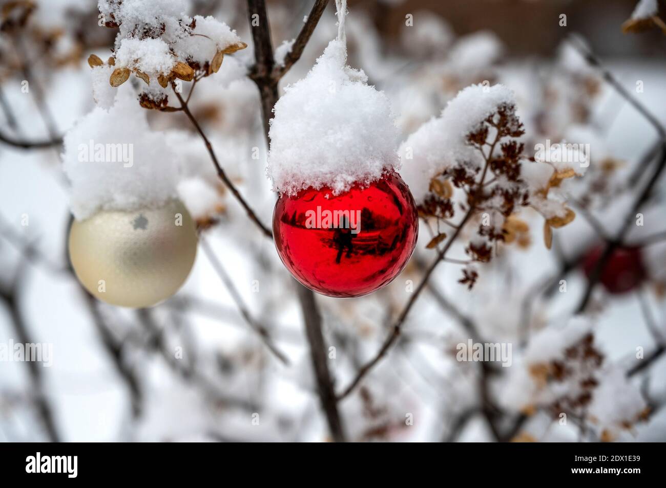 Natale Baubles coperto di neve su idrangea Bush. Foto Stock