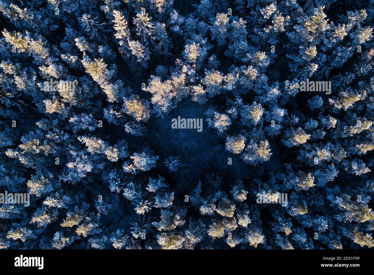 Una vista aerea della foresta di conifere boree innevate con pini e abeti ghiacciati nella natura estone, nel Nord Europa durante una fredda serata. Foto Stock