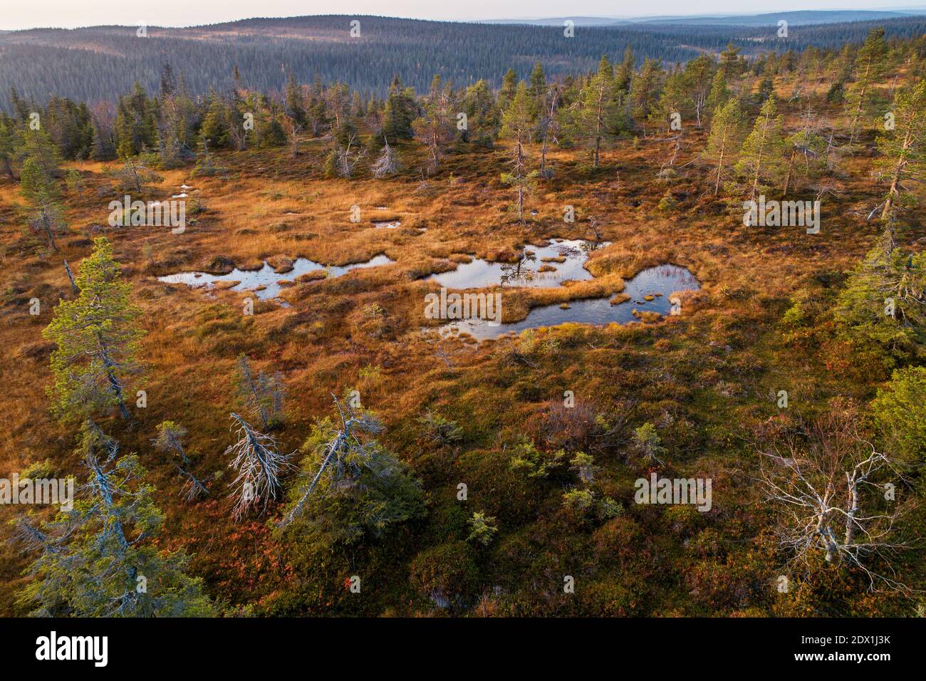 Un'antenna di famose torbiere sospese nel Parco Nazionale di Riisitunturi, nel mezzo delle foreste di taiga della Finlandia Norhern. Foto Stock