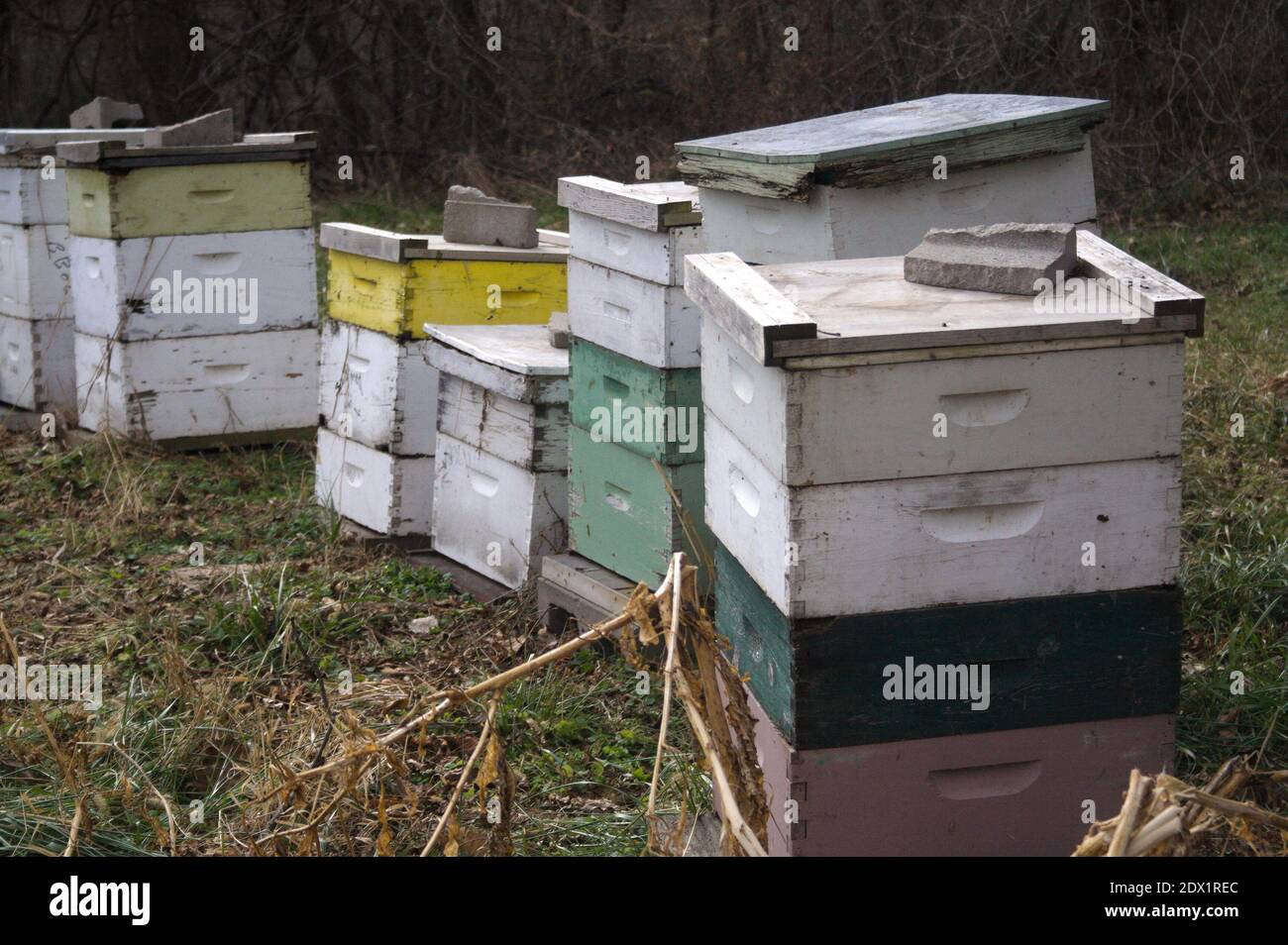 Una collezione di colorati alveari in legno si siedono ai margini del bosco. Foto Stock