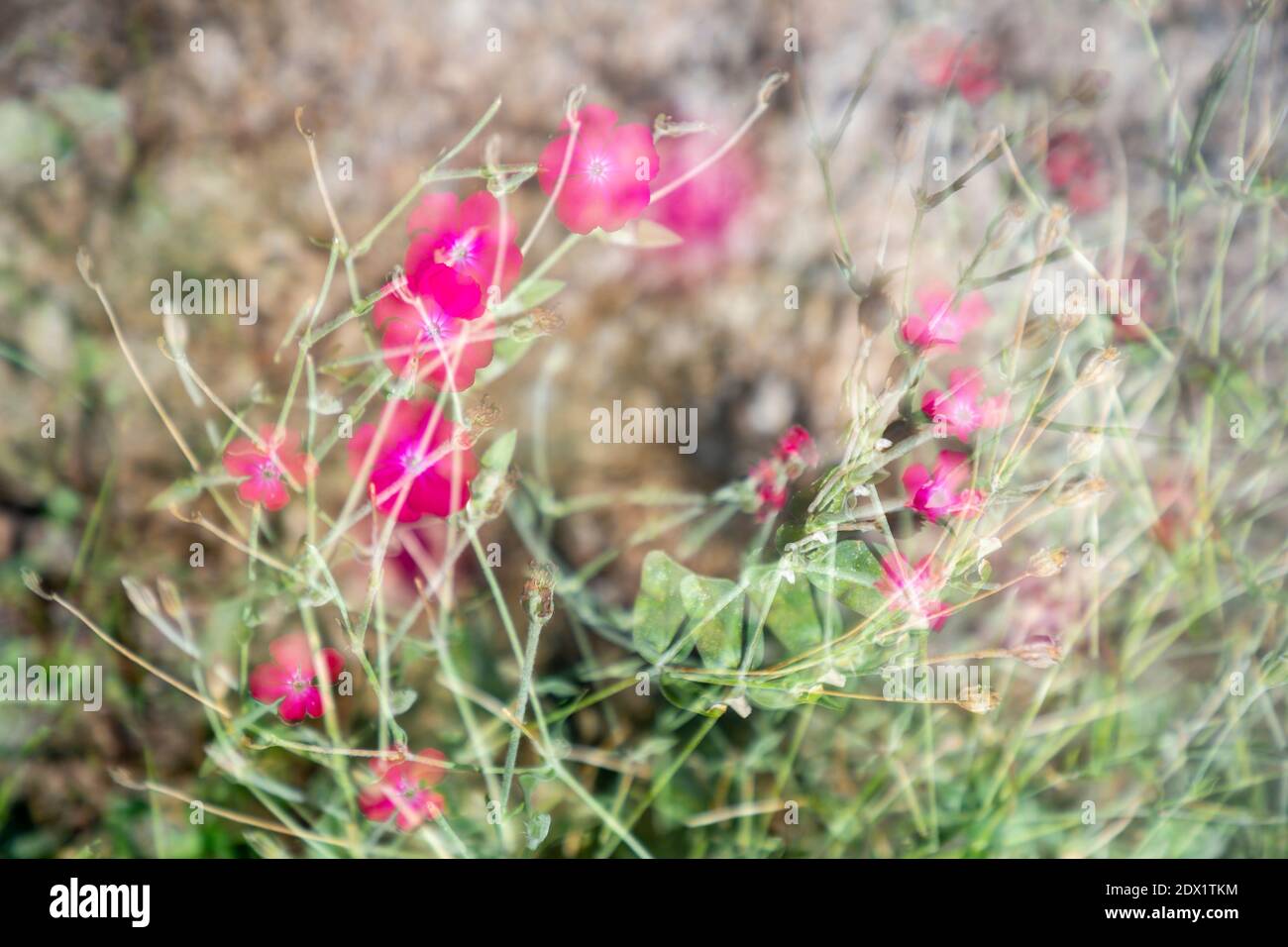 WA18803-00...WASHINGTON - immagine a esposizione multipla con movimento tra esposizioni di piccole piante da giardino. Foto Stock
