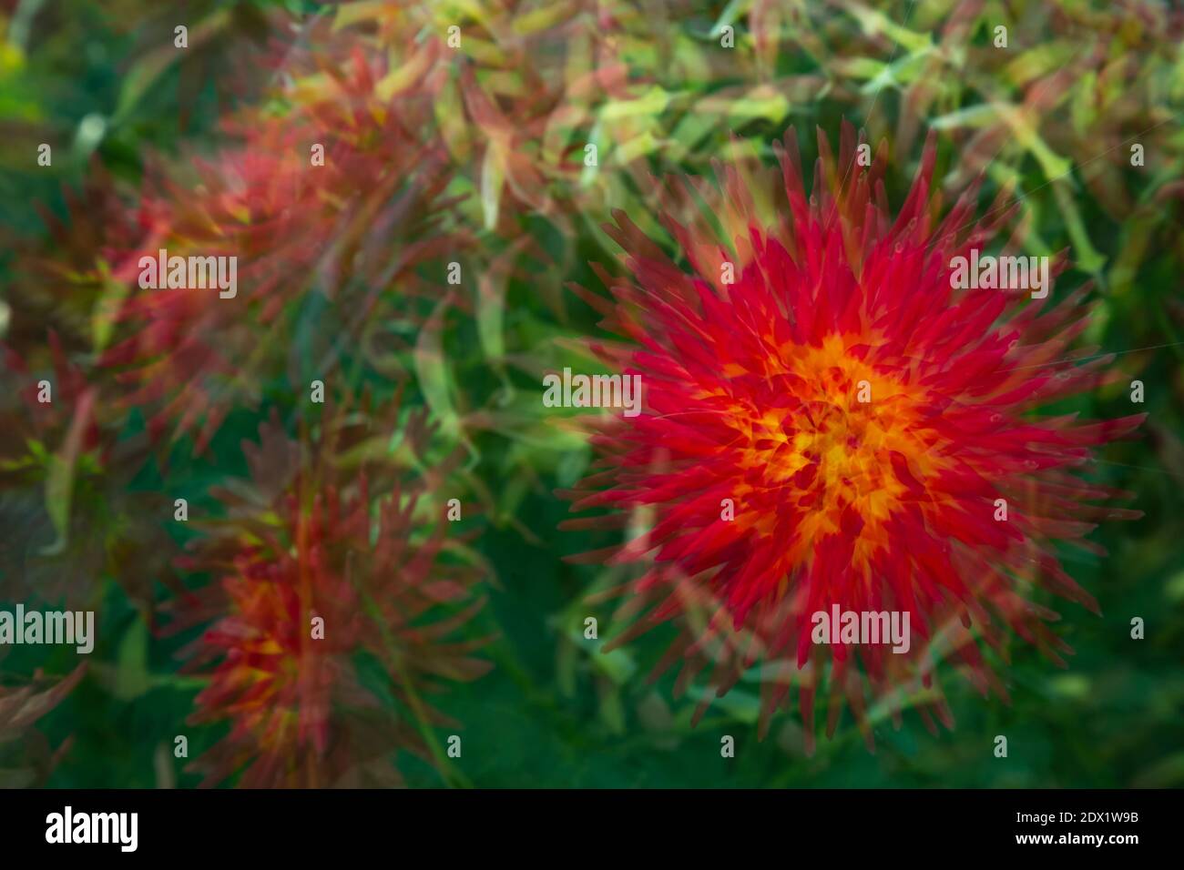 WA18808-00...WASHINGTON - cinque immagini con movimento poi impilate di dahlias rosse. Foto Stock