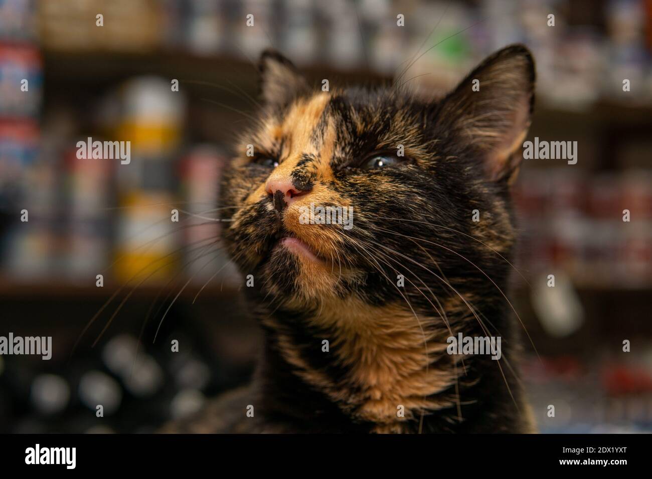 Primo piano di un naso nero di gatto arancione tagliato Foto Stock