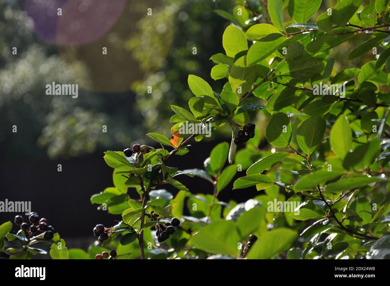 Bacche nere di Aronia in giardino dopo la pioggia Foto Stock
