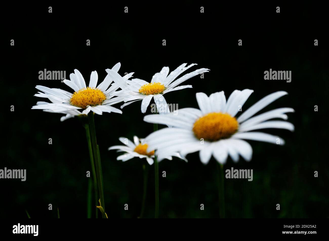 fiori bagnati di camomilla dopo la pioggia su sfondo nero Foto Stock