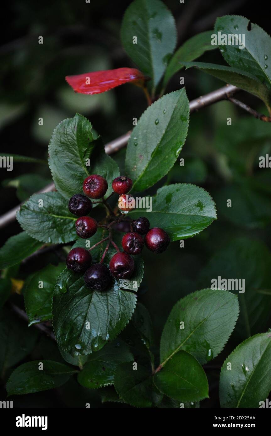 Bacche nere di Aronia in giardino dopo la pioggia Foto Stock
