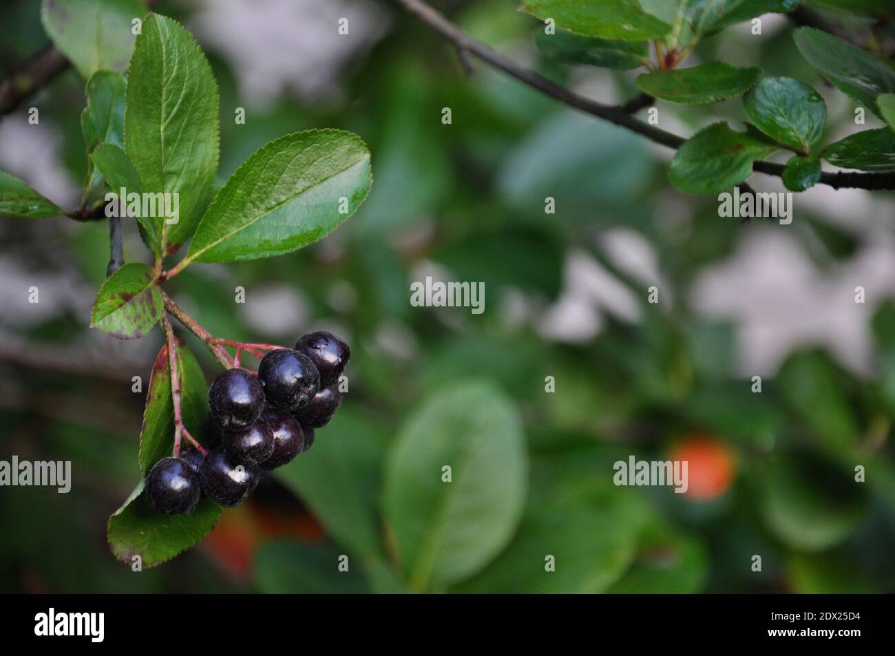 Bacche nere di Aronia in giardino dopo la pioggia Foto Stock