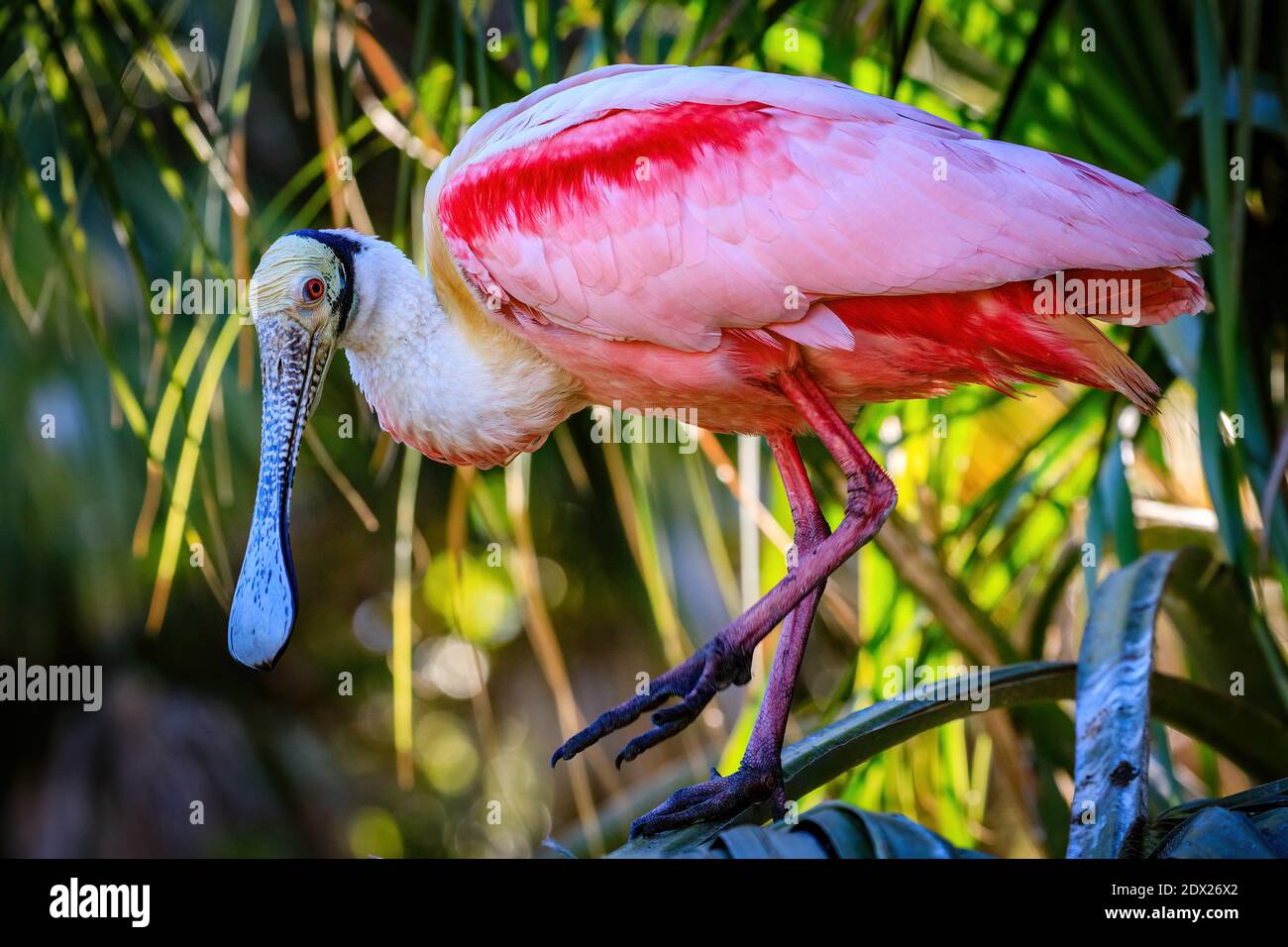 Una spatola di rosato in tutto il suo splendore rosa Foto Stock