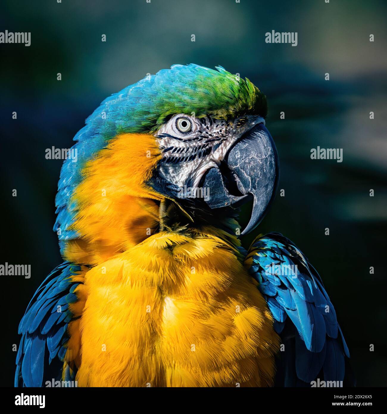 Primo piano di un macaw blu e giallo Foto Stock