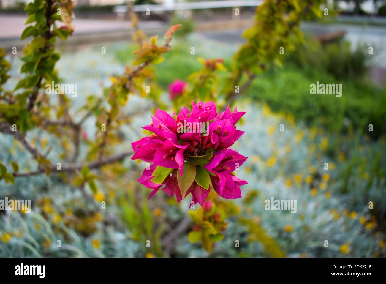 Grande fiore rosa multistrato con molte foglie verdi nella parte posteriore Foto Stock