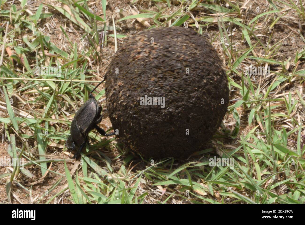 Un scarabeo sterco (specie Scarabeo) pervella una palla rotonda di sterco fresco accuratamente lavorato in un luogo di sepoltura adatto dove una femmina deporrà le sue uova. S Foto Stock