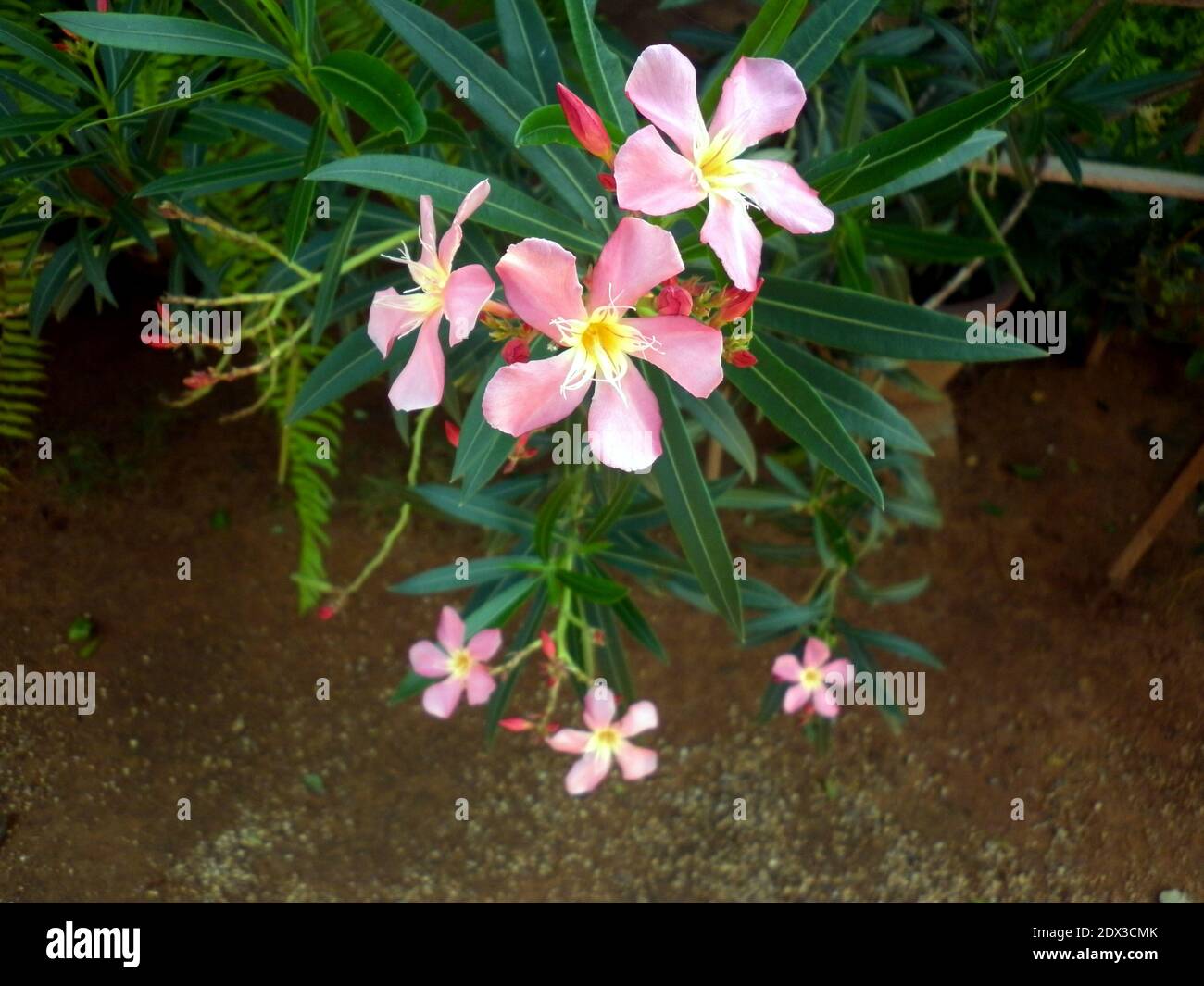 Primo piano di tre fiori rosa e pochi di colore rosso gemme in giardino Foto Stock