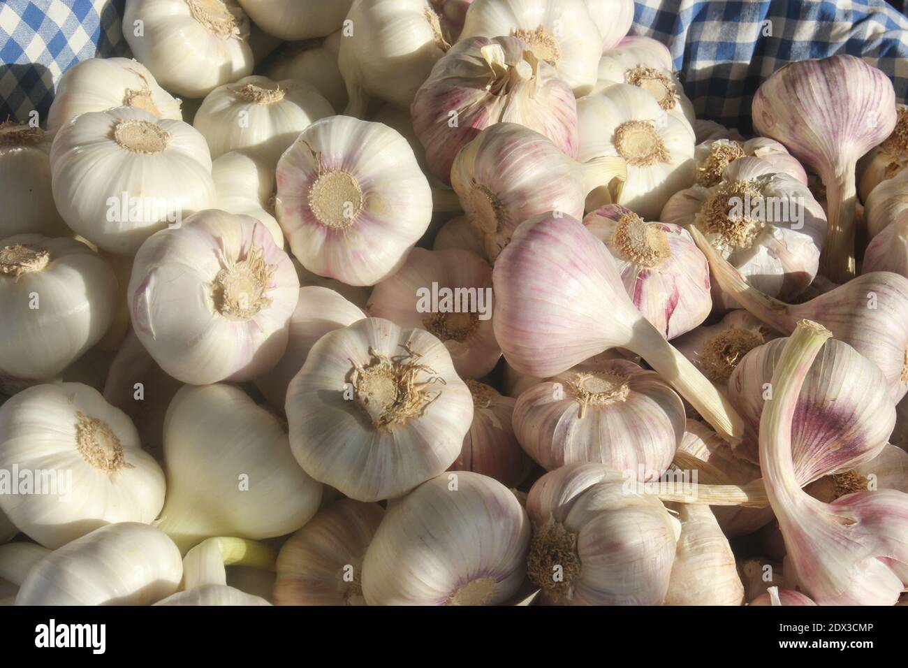 Aglio rosa e bulbi di aglio bianco. Aglio francese. Foto Stock