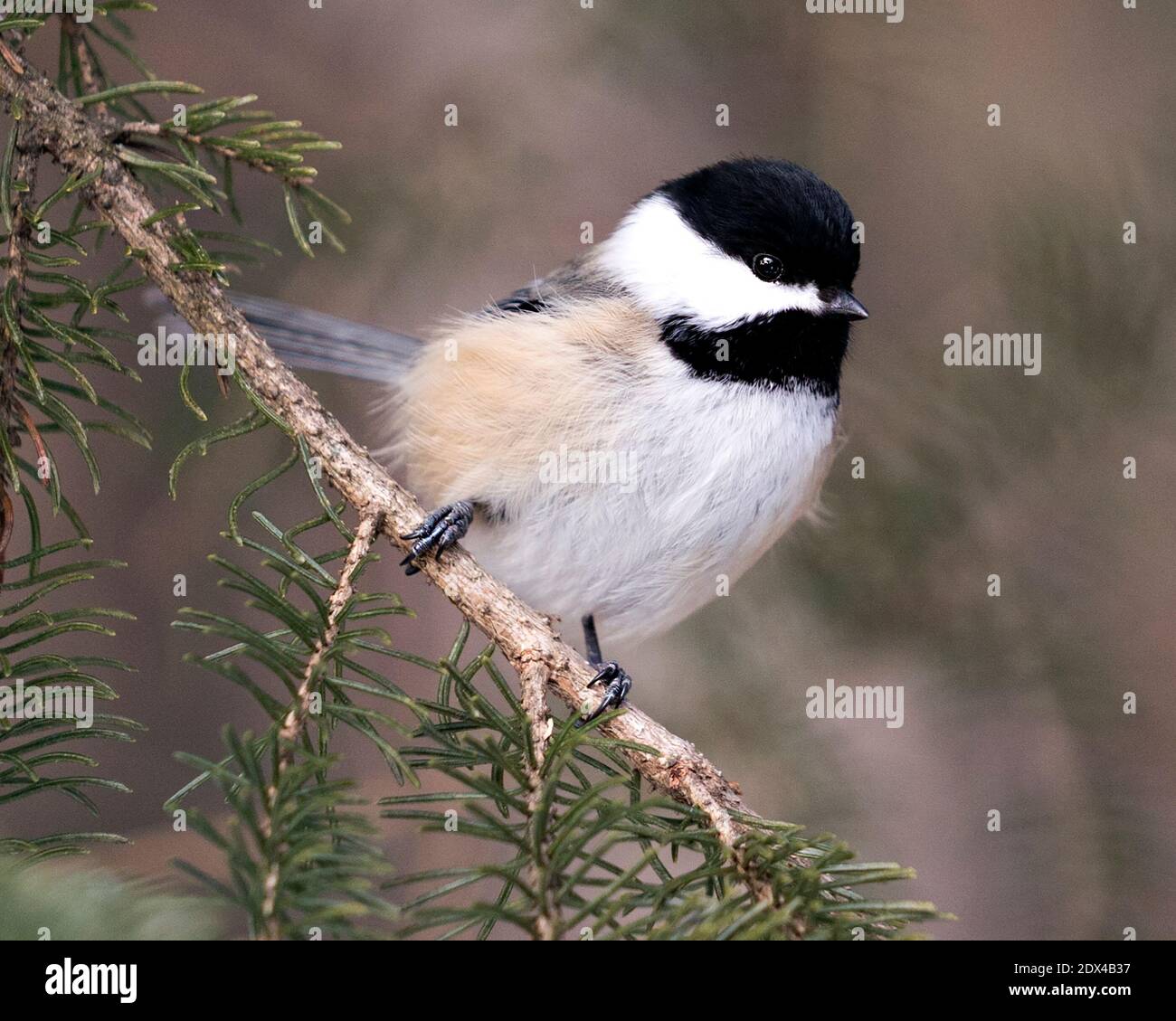 Profilo di Chickadee primo piano su un ramo di abeti con uno sfondo sfocato nel suo ambiente e habitat, con ali di piumaggio grigio piuma. Foto Stock