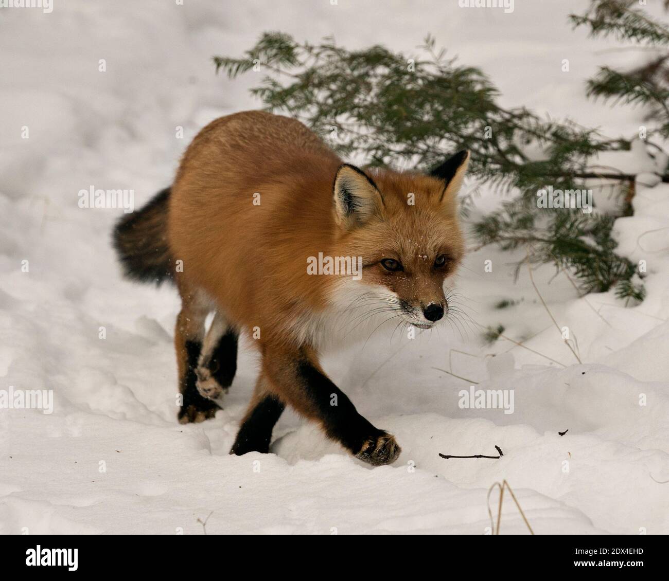 Vista del profilo in primo piano della volpe rossa nella stagione invernale nel suo ambiente e habitat con fondo nevoso che mostra coda di volpe, pelliccia. Immagine FOX.Pict Foto Stock