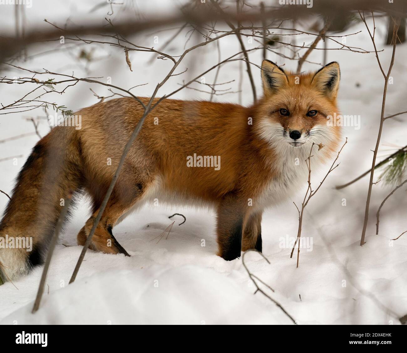 Volpe rossa primo piano profilo vista laterale nella stagione invernale nel suo ambiente e habitat con fondo nevoso che mostra coda di volpe, pelliccia. Immagine FOX. Foto Stock