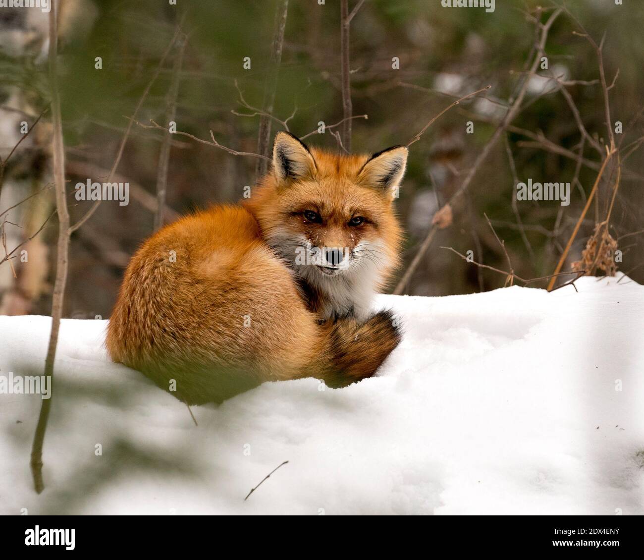 Vista ravvicinata del profilo della volpe rossa riposante nella stagione invernale nel suo ambiente e habitat con sfondo sfocato che mostra coda di volpe, pelliccia. Fox IMA Foto Stock