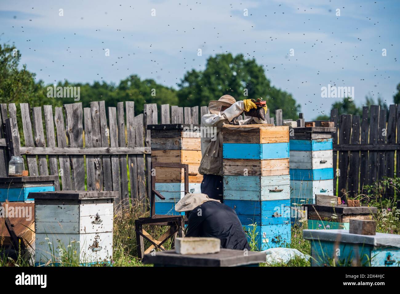 Apicoltura, un uomo anziano in outfit protettivo fumigates api rimuove nidi d'ape da alveare per controllare la raccolta del miele in apiary in una giornata di sole. Foto Stock