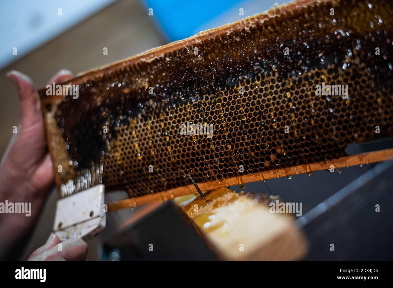 Primo piano dell'apicoltore che estrae il miele dal nido d'ape con un raschietto in apiary Foto Stock