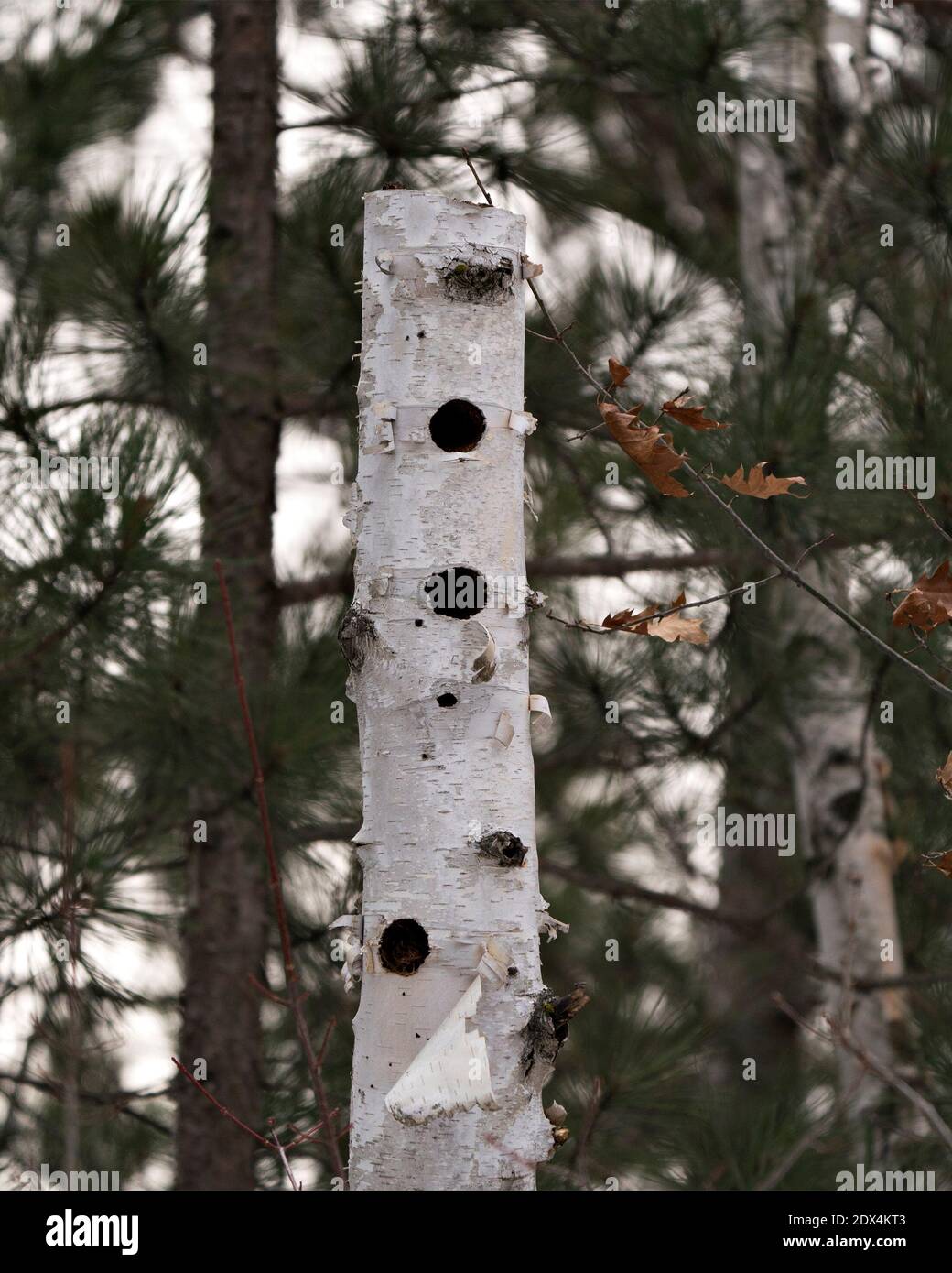 Betulla albero morto con fori vuoti naturalmente formati nella foresta con un albero sfocato di pino sfondo immagine. Immagine. Verticale. Foto Stock