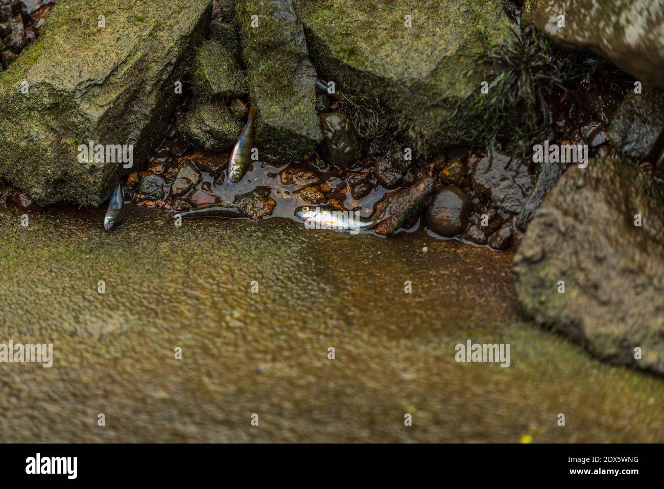 pesce intrappolato tra le rocce sulla riva del fiume dopo il livello dell'acqua scende alla potenza idroelettrica stazione Foto Stock