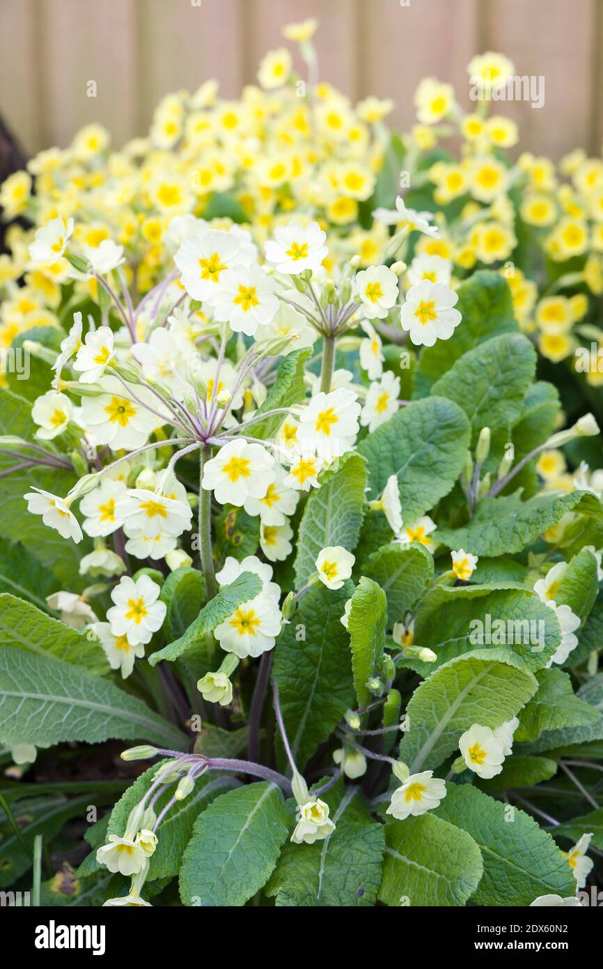 Primo piano fiori primaverili in un giardino di primavera, primula vulgaris giallo, UK Foto Stock