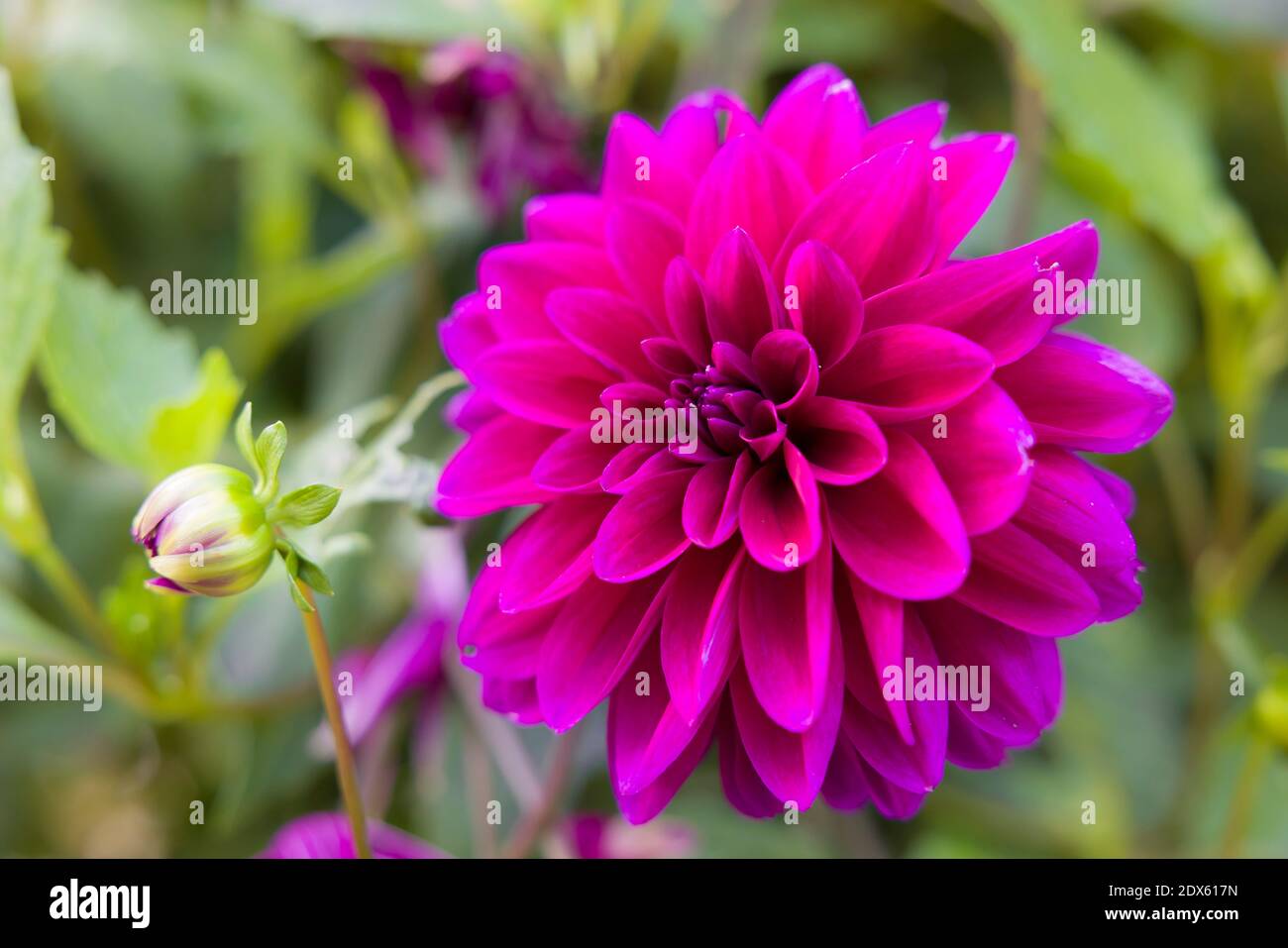 Fiore di Dahlia, primo piano di una fioritura viola su una pianta di dahlia che cresce in un giardino britannico Foto Stock