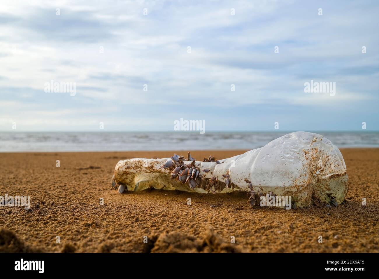 Bottiglia di plastica con barnacoli sulla spiaggia, inquinamento plastico Foto Stock