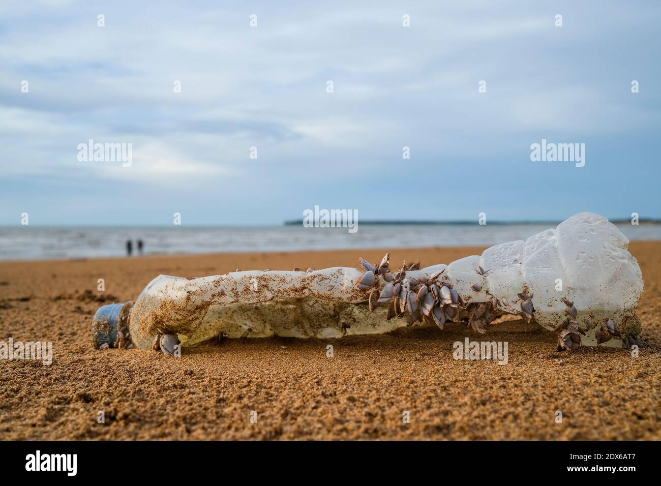 Bottiglia di plastica con barnacoli sulla spiaggia, inquinamento plastico Foto Stock