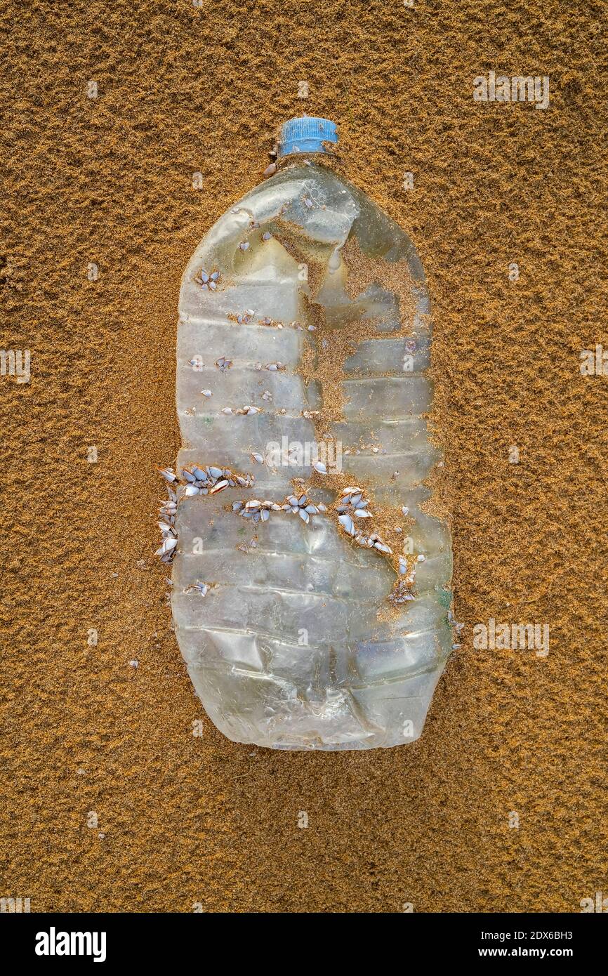 Bottiglia di plastica con barnacoli sulla spiaggia, inquinamento plastico Foto Stock