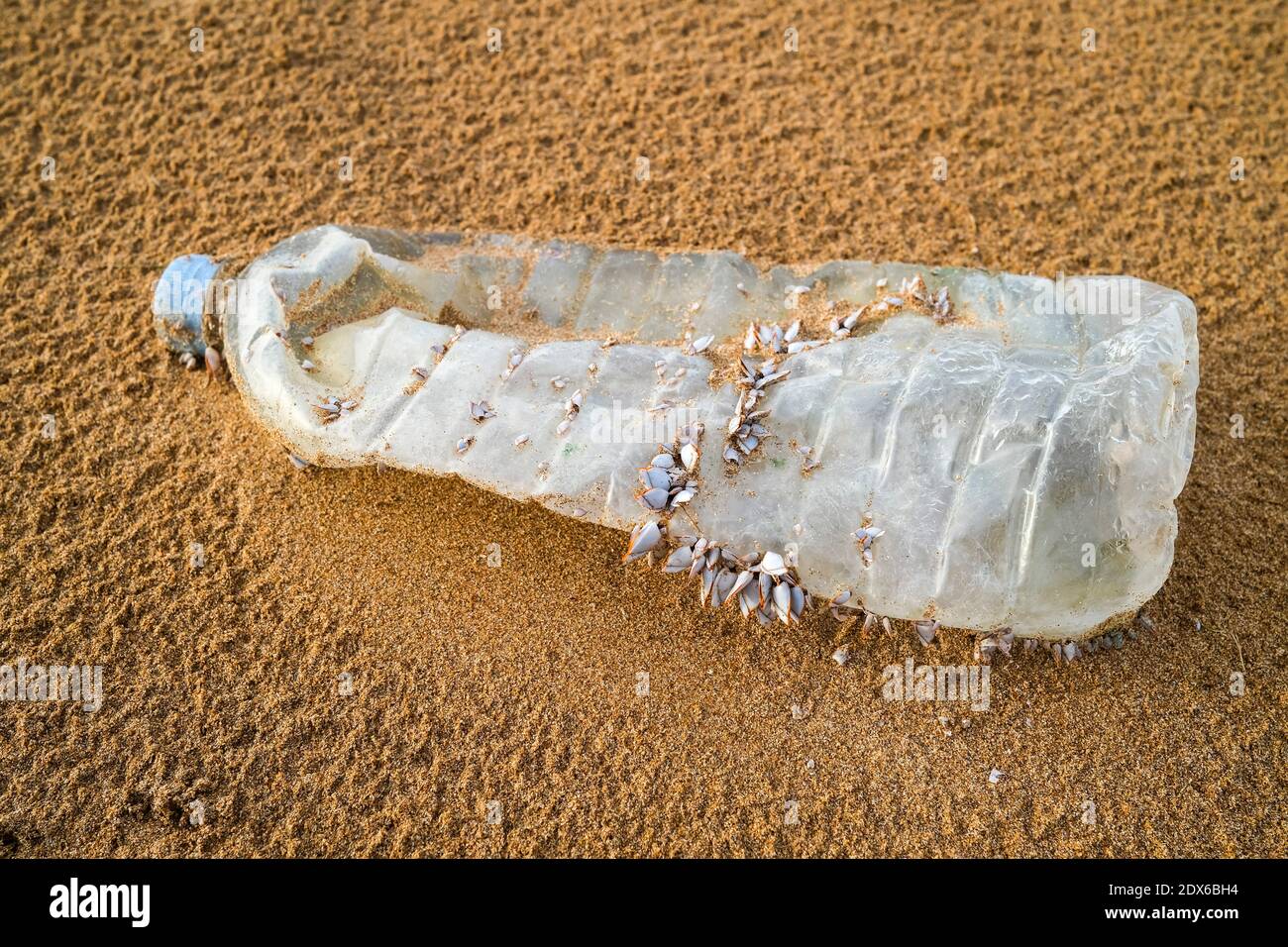 Bottiglia di plastica con barnacoli sulla spiaggia, inquinamento plastico Foto Stock