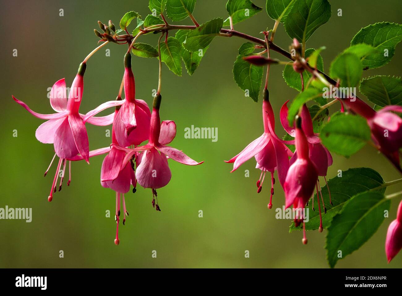 Bellezza fiori rosa appesi su un ramoscello, sfocato sfondo fuchsias Foto Stock