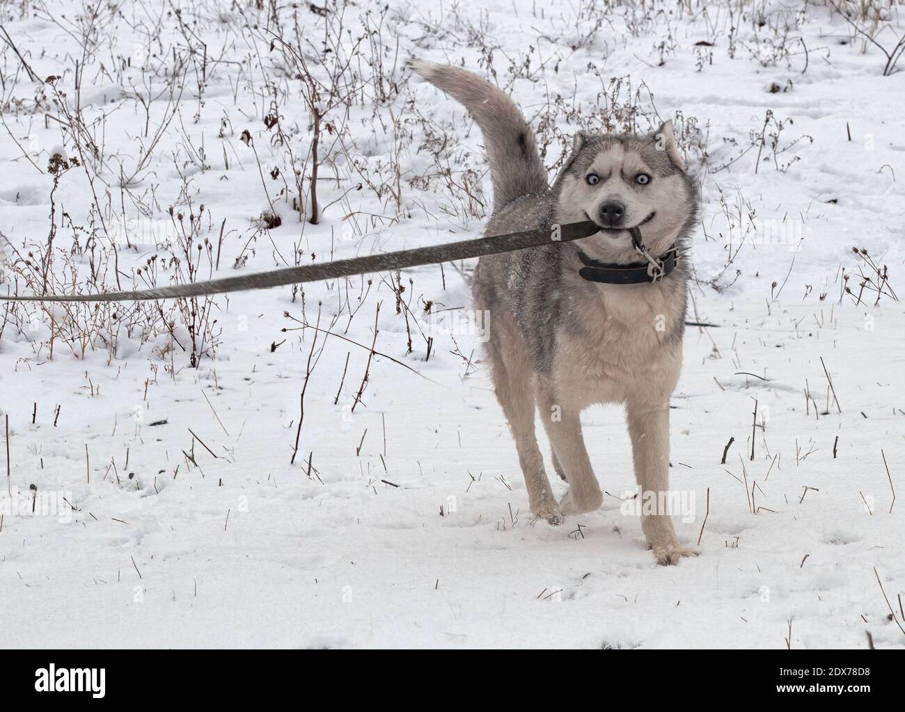 Cane grigio con occhi blu rigonfiante indulges e gnaws a. il guinzaglio Foto Stock